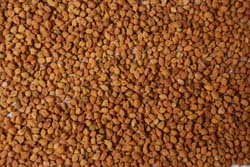 Chick Peas Chick Peas